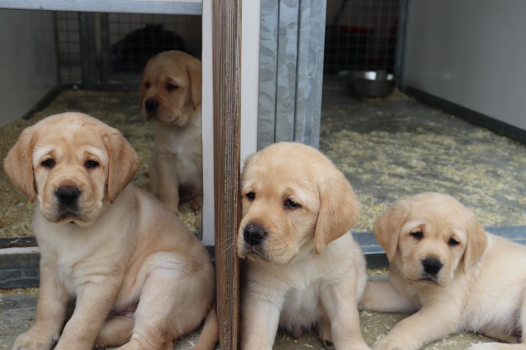 chiot Labrador Retriever Du Domaine De Miya