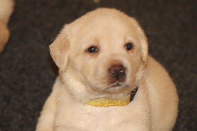 Collier jaune