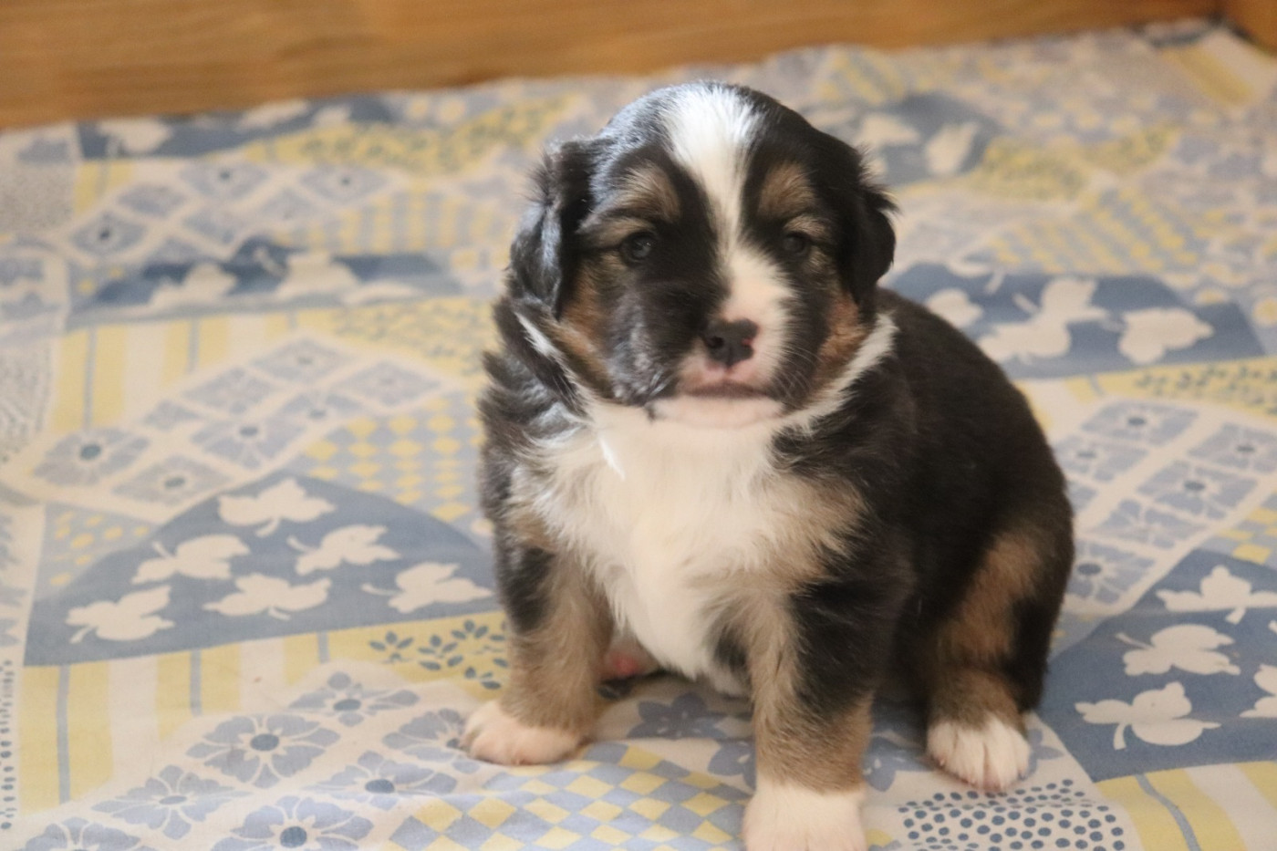 Du Domaine De Miya - Chiots disponibles - Berger Américain Miniature 