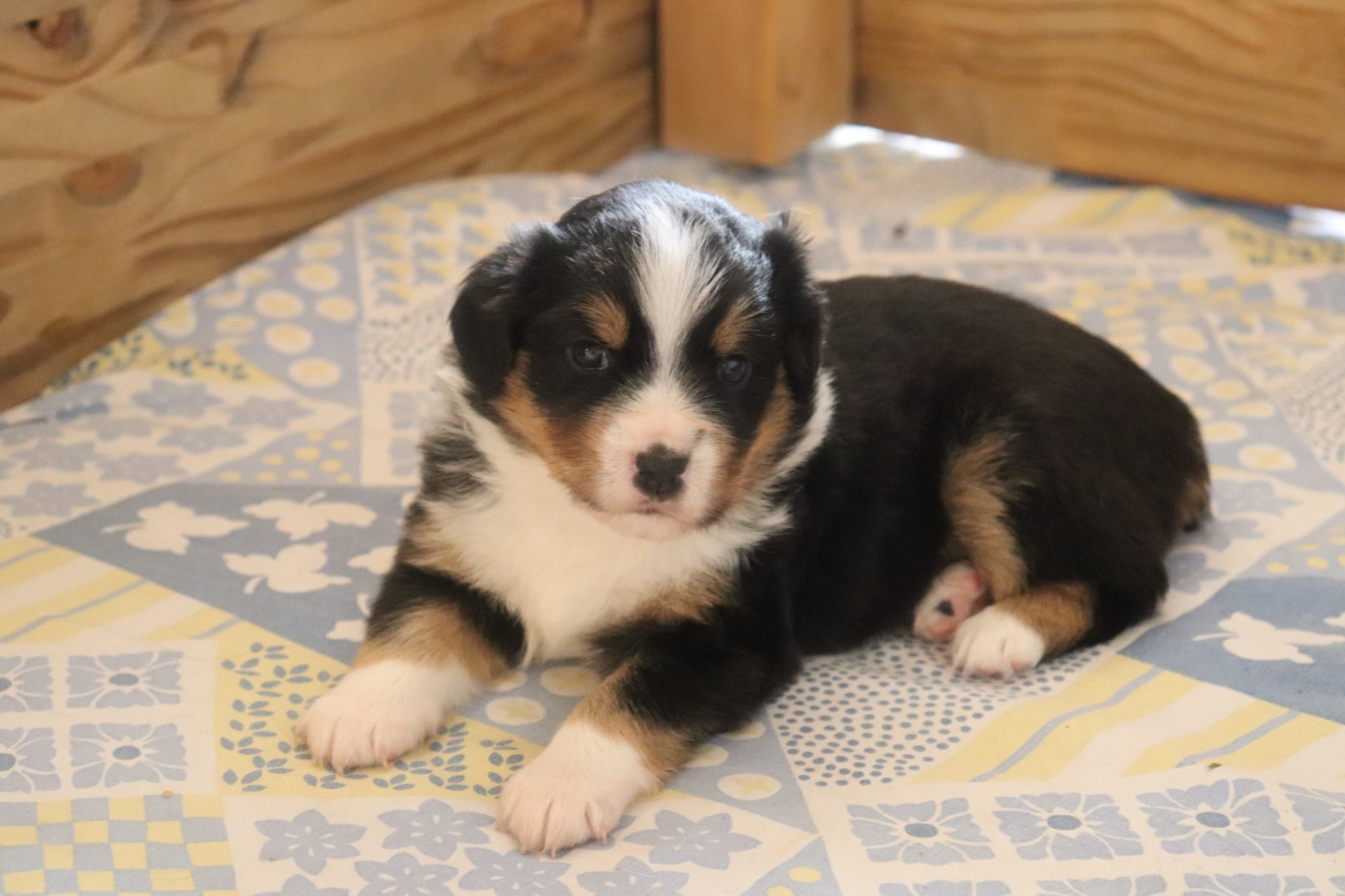 Du Domaine De Miya - Chiots disponibles - Berger Américain Miniature 