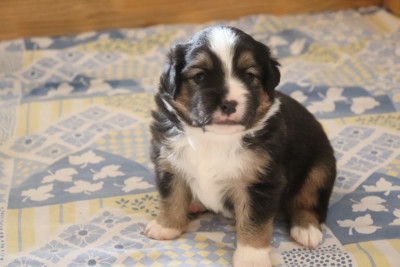 Chiot N°1